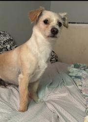 Lost Female Dog last seen Stonehaven apts, Houston, TX 77040