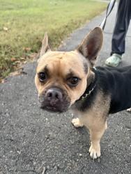 Found/Stray Male Dog last seen Olympic restaurant, Kernersville, NC 27284