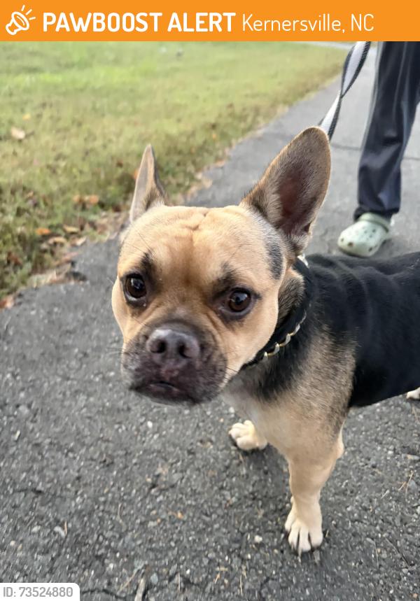 Found/Stray Male Dog last seen Olympic restaurant, Kernersville, NC 27284