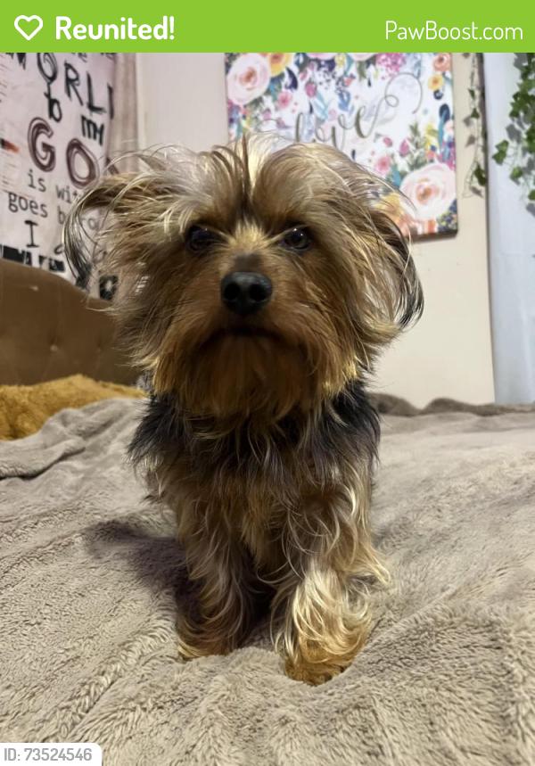 Reunited Male Dog last seen Twin oaks neighborhood near 183rd st, Oklahoma City, OK 73012