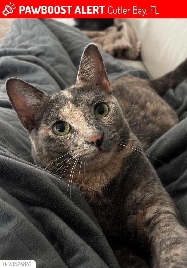 Lost Female Cat last seen Near SW 222nd Ter, Cutler Bay, FL 33190