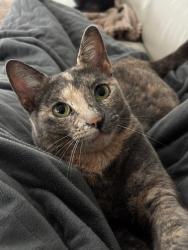 Lost Female Cat last seen Near SW 222nd Ter, Cutler Bay, FL 33190