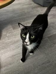 Lost Male Cat last seen Russel and cook street, Santa Maria, CA 93458
