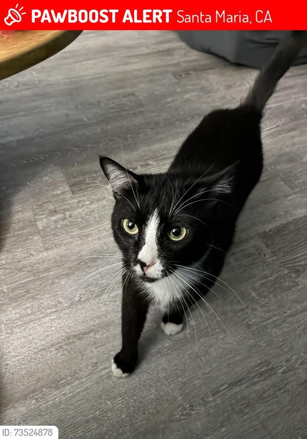 Lost Male Cat last seen Russel and cook street, Santa Maria, CA 93458