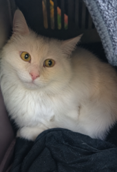 Lost Female Cat last seen New street, South Plympton, SA 5038