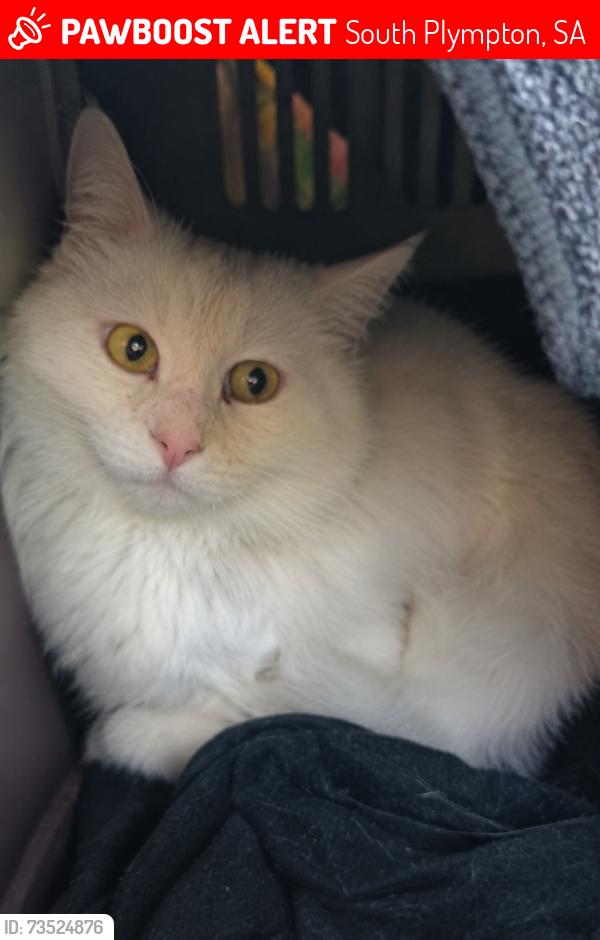 Lost Female Cat last seen New street, South Plympton, SA 5038