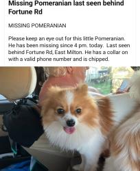 Lost Male Dog last seen Fortune Road and Bright Oak Circle, Milton, FL 32583