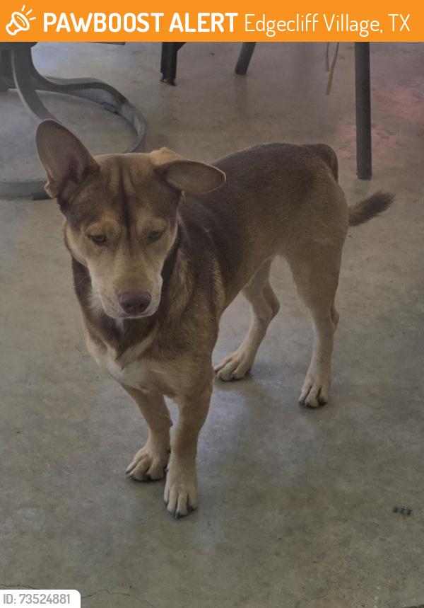 Found/Stray Male Dog last seen Crowley Rd, Edgecliff Village, TX 76134