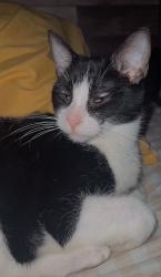 Lost Male Cat last seen In our neighborhood a few hses down…, Mobile, AL 36619