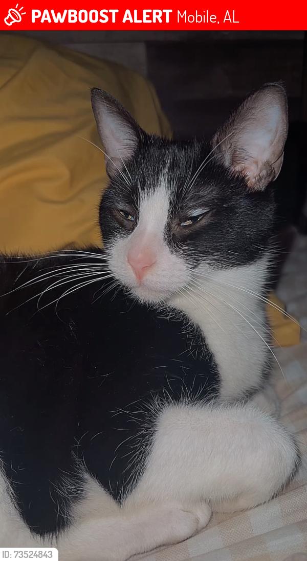 Lost Male Cat last seen In our neighborhood a few hses down…, Mobile, AL 36619