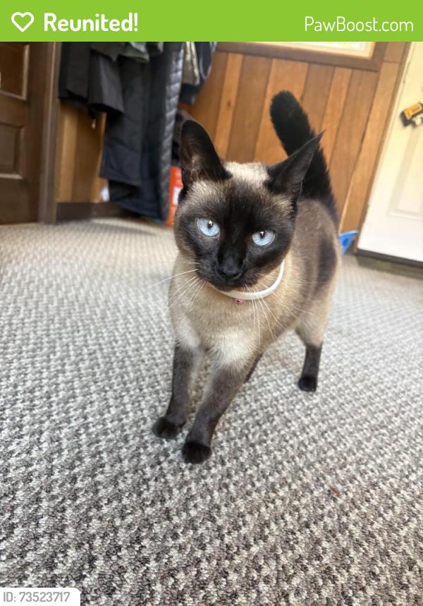 Reunited Female Cat last seen Near otsego st, Ilion, NY 13357