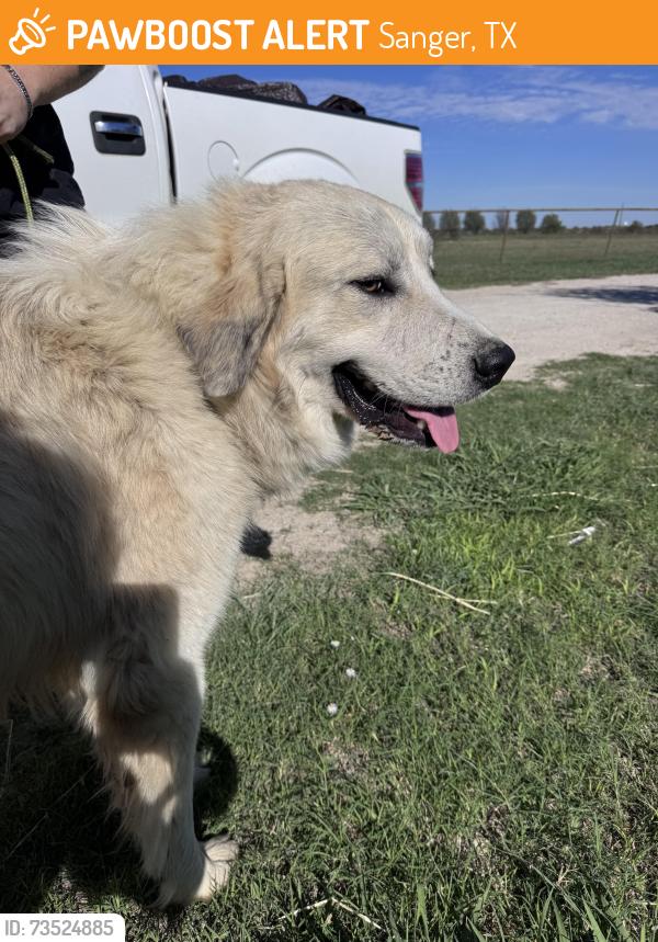 Found/Stray Male Dog last seen Near Marion Rd., Sanger, TX, Sanger, TX 76266