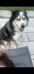 Reunited Female Dog last seen Lamont Street and Radcliffe Ave, Kingsport, TN 37664