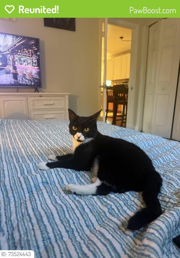 Reunited Female Cat last seen Map road, Palm City, FL 34990