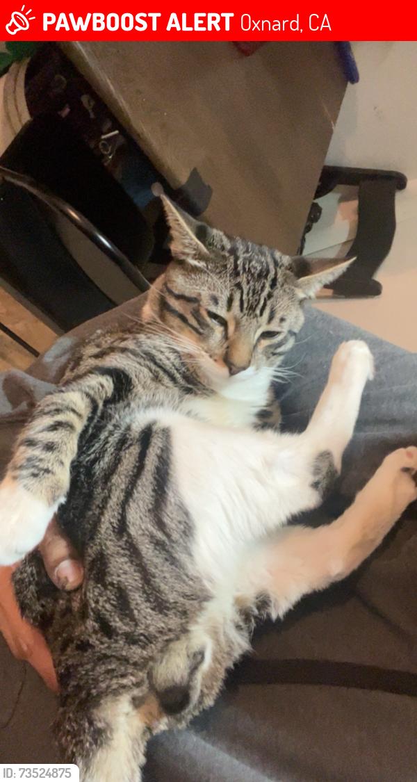 Lost Male Cat last seen Oxnard, Oxnard, CA 93030