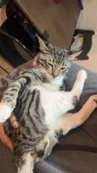 Lost Male Cat last seen Oxnard, Oxnard, CA 93030
