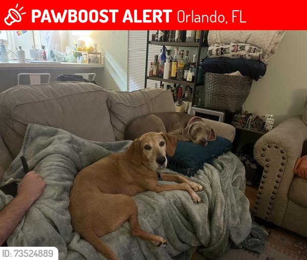 Lost Female Dog last seen Moss park, Orlando, FL 32832