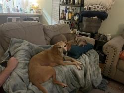Lost Female Dog last seen Moss park, Orlando, FL 32832