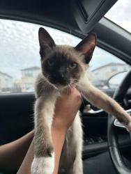Found/Stray Male Cat last seen Taylor villas, McAllen, TX 78503