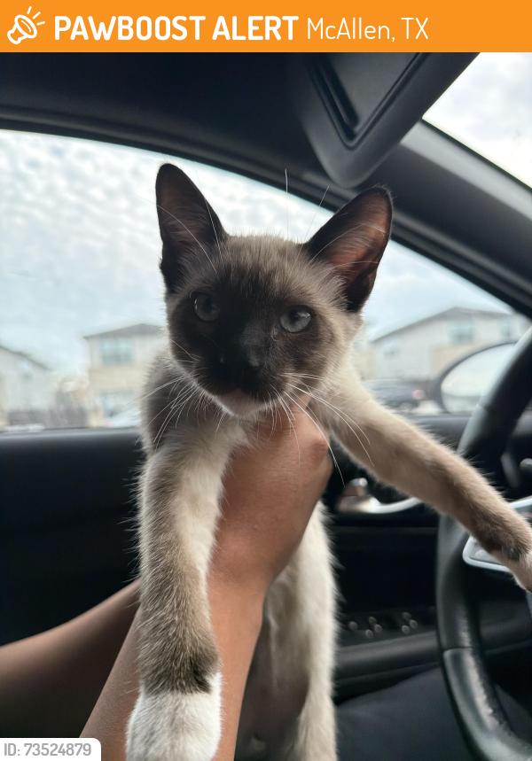 Found/Stray Male Cat last seen Taylor villas, McAllen, TX 78503