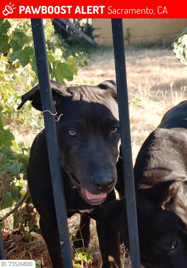 Lost Male Dog last seen Harris, Sacramento, CA 95838