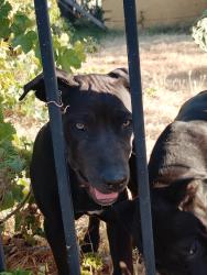 Lost Male Dog last seen Harris, Sacramento, CA 95838