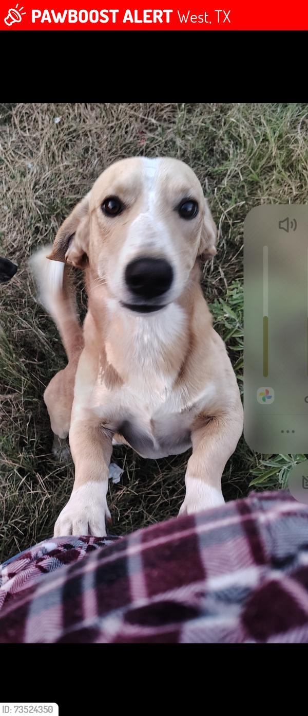 Lost Male Dog last seen Whiskey Hollow, Bluhm Rd, West, TX 76691