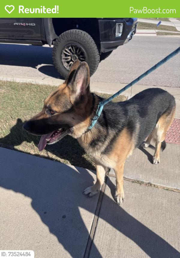 Reunited Male Dog last seen Hercules ave Killeen tx, Killeen, TX 76542