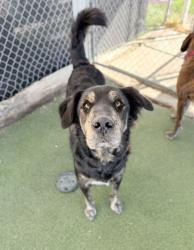 Shelter Stray Male Dog last seen Near W 1680 N, Clinton, UT 84015, USA, 1422 E 600 N, Fruit Heights, UT 84037, USA