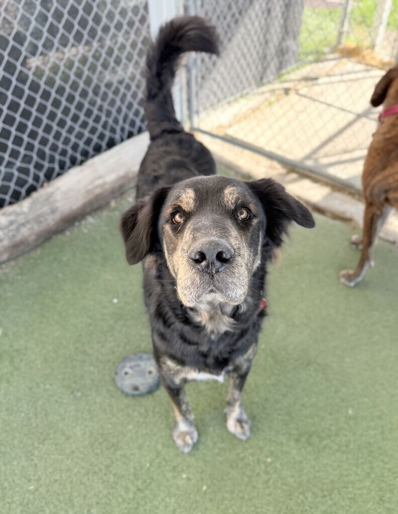 Shelter Stray Male Dog last seen Near W 1680 N, Clinton, UT 84015, USA, 1422 E 600 N, Fruit Heights, UT 84037, USA