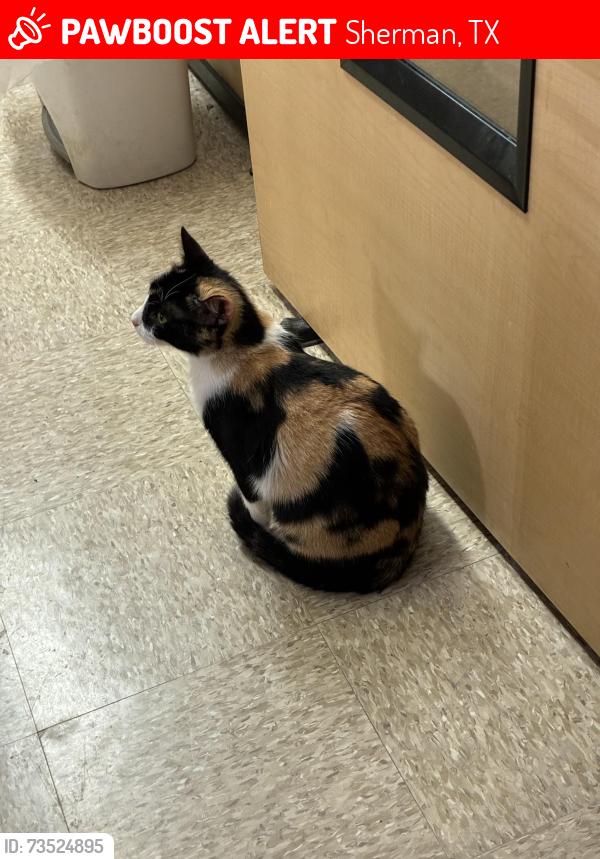 Lost Female Cat last seen Near & 82, Sherman, TX 75092