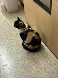 Lost Female Cat last seen Near & 82, Sherman, TX 75092