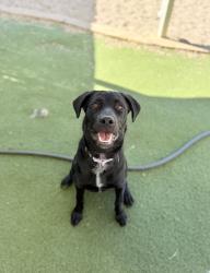 Shelter Stray Female Dog last seen Near US-89, Layton, UT 84040, USA, 1422 E 600 N, Fruit Heights, UT 84037, USA