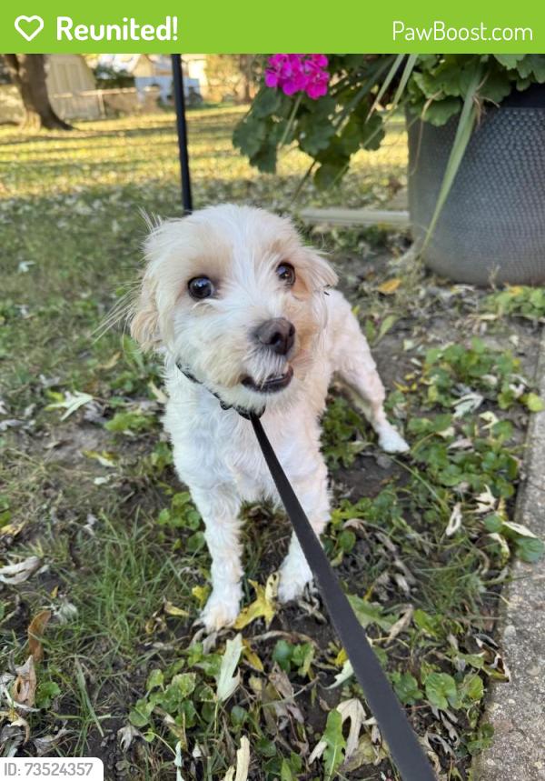 Reunited Female Dog last seen 79th and Ditch, Indianapolis, IN 46260