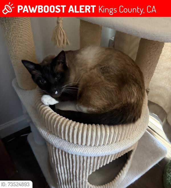 Lost Male Cat last seen Grangeville bypass and 24th in Lemoore…he lives on Meadow place lemoore, Kings County, CA 93656
