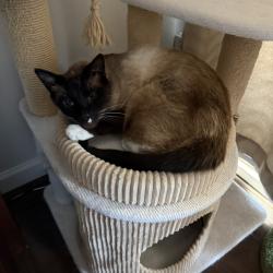 Lost Male Cat last seen Grangeville bypass and 24th in Lemoore…he lives on Meadow place lemoore, Kings County, CA 93656