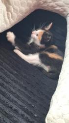 Reunited Female Cat last seen Hudson, Salem, OR 97301