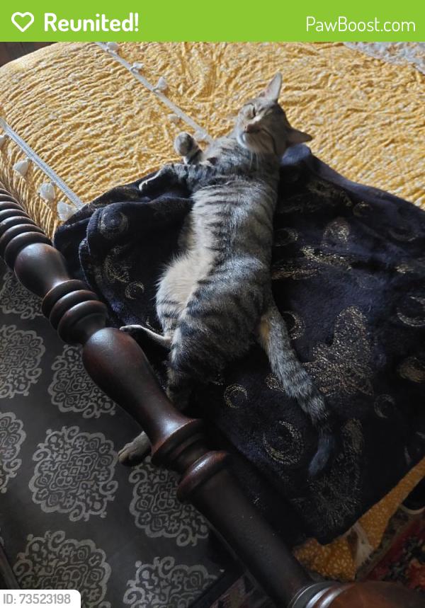 Reunited Male Cat last seen University Garden Dr, Florida 32792, USA, Orange County, FL 32792