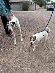 Found/Stray Female Dog last seen Park Ave, Tucson, AZ 85716