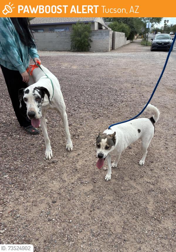Found/Stray Female Dog last seen Park Ave, Tucson, AZ 85716