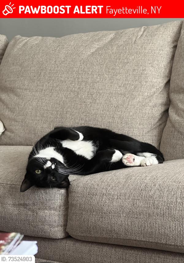 Lost Male Cat last seen Duguid Runne, Fayetteville, NY 13066