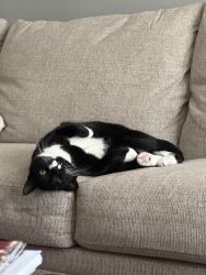 Lost Male Cat last seen Duguid Runne, Fayetteville, NY 13066