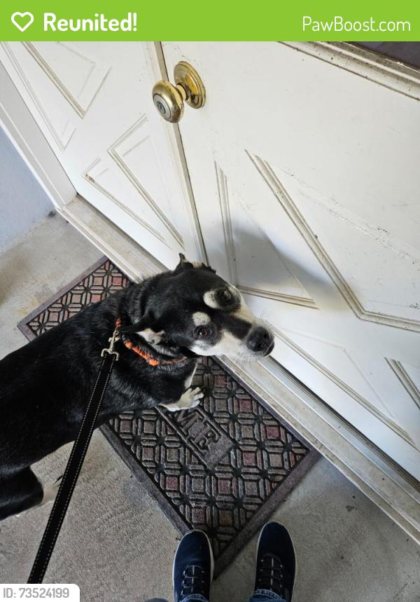 Reunited Male Dog last seen Near Delvin Dr Tallahassee, FL, Tallahassee, FL 32309