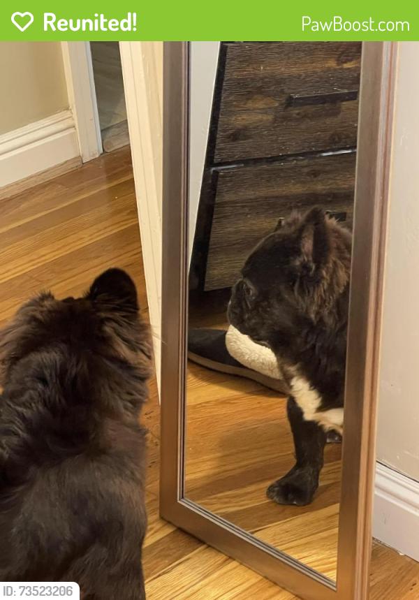 Reunited Male Dog last seen White rd and staples, San Jose, CA 95127