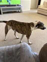 Found/Stray Male Dog last seen NASA Rd 1 and Gulf Freeway By Bojangles, Webster, TX 77598