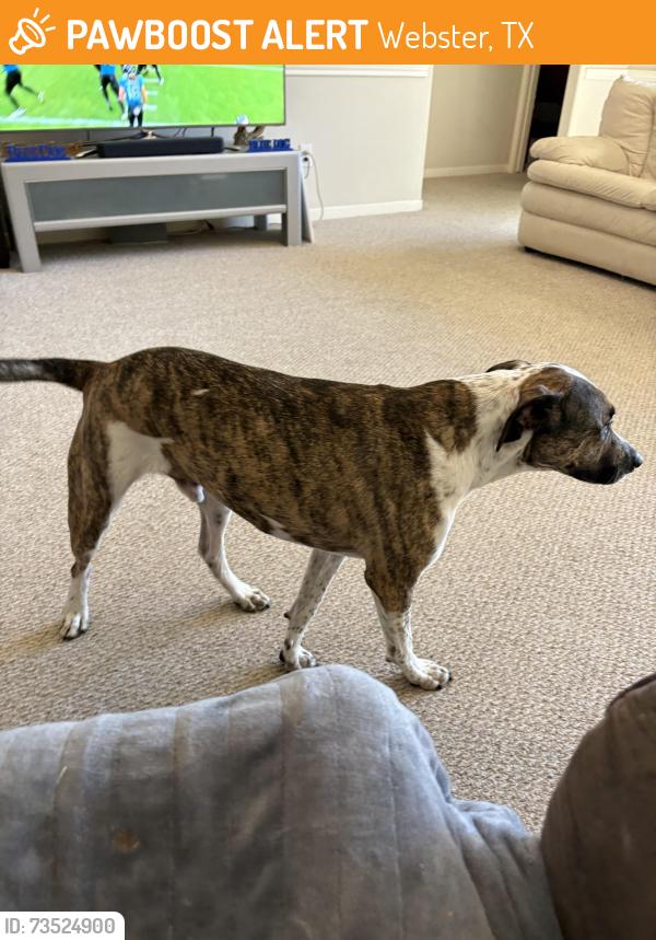 Found/Stray Male Dog last seen NASA Rd 1 and Gulf Freeway By Bojangles, Webster, TX 77598