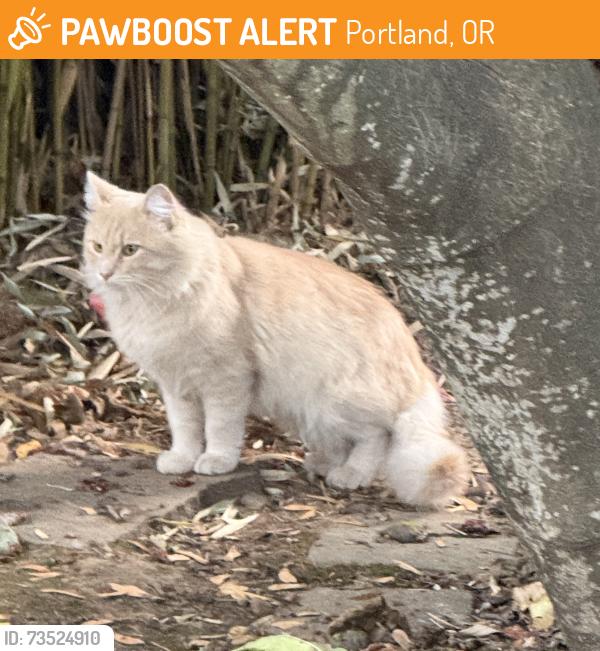 Found/Stray Unknown Cat last seen Cully Ave and Prescott, Portland, OR 97213