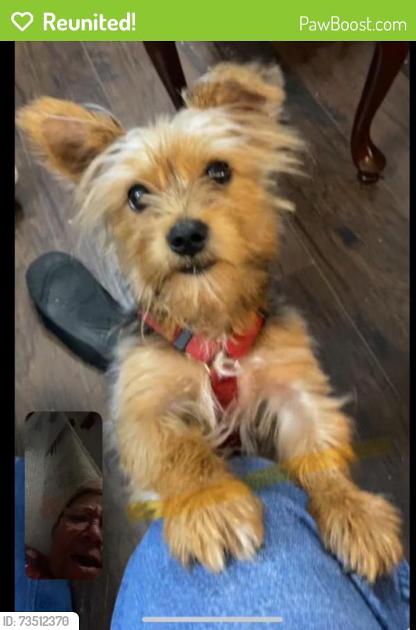 Reunited Male Dog last seen Hardeman St., Coryell Way., Culberson Dr., Mesquite, TX, Mesquite, TX 75150