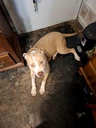 Found/Stray Female Dog last seen Ten mile bridge rd and hodgkins rd, Tarrant County, TX 76135