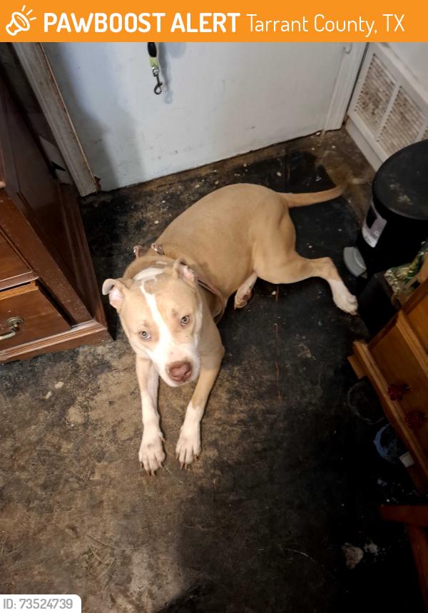 Found/Stray Female Dog last seen Ten mile bridge rd and hodgkins rd, Tarrant County, TX 76135